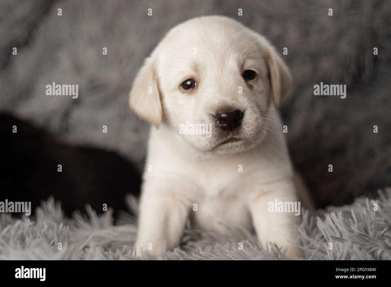 Cuccioli di Labrador seduti su una coperta grigia, foto in studio dei cani Foto Stock