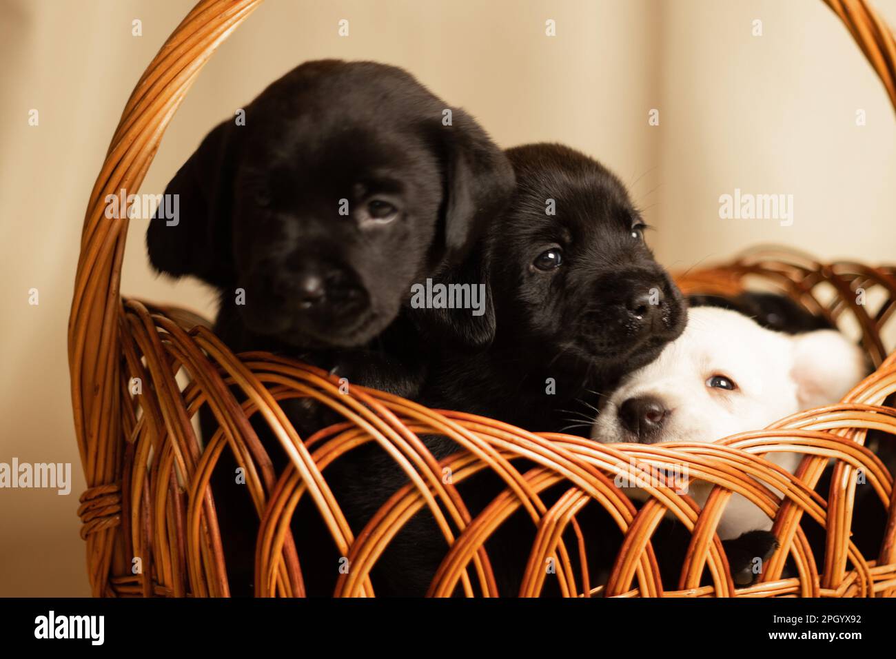 Cuccioli Labrador in un cesto di vimini in studio, foto di cani Foto Stock