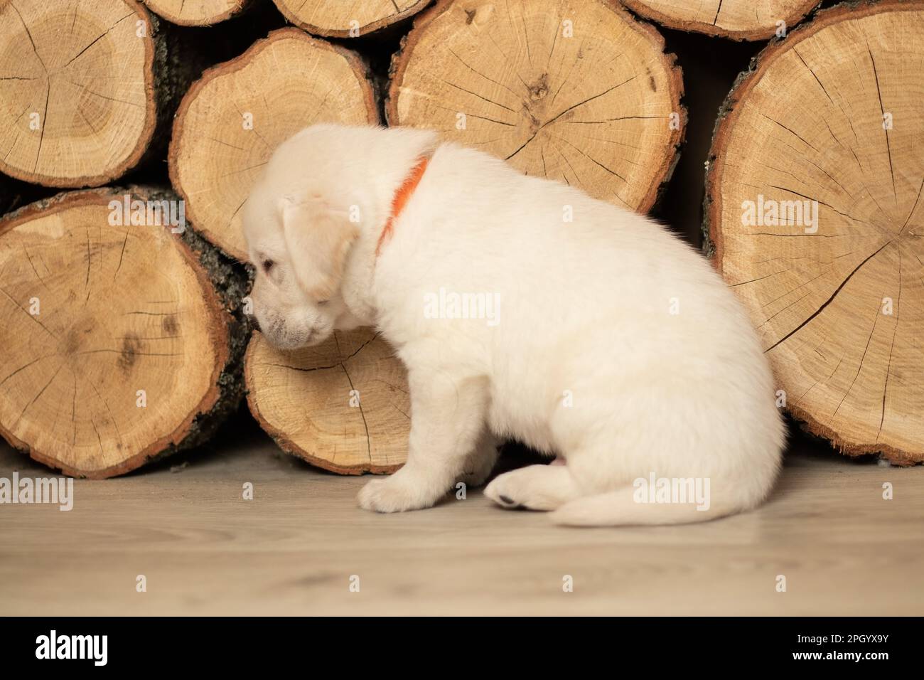 bianco labrador cucciolo seduto sul pavimento in legno della casa Foto Stock bianco labrador cucciolo seduto sul pavimento in legno della casa Foto Stock