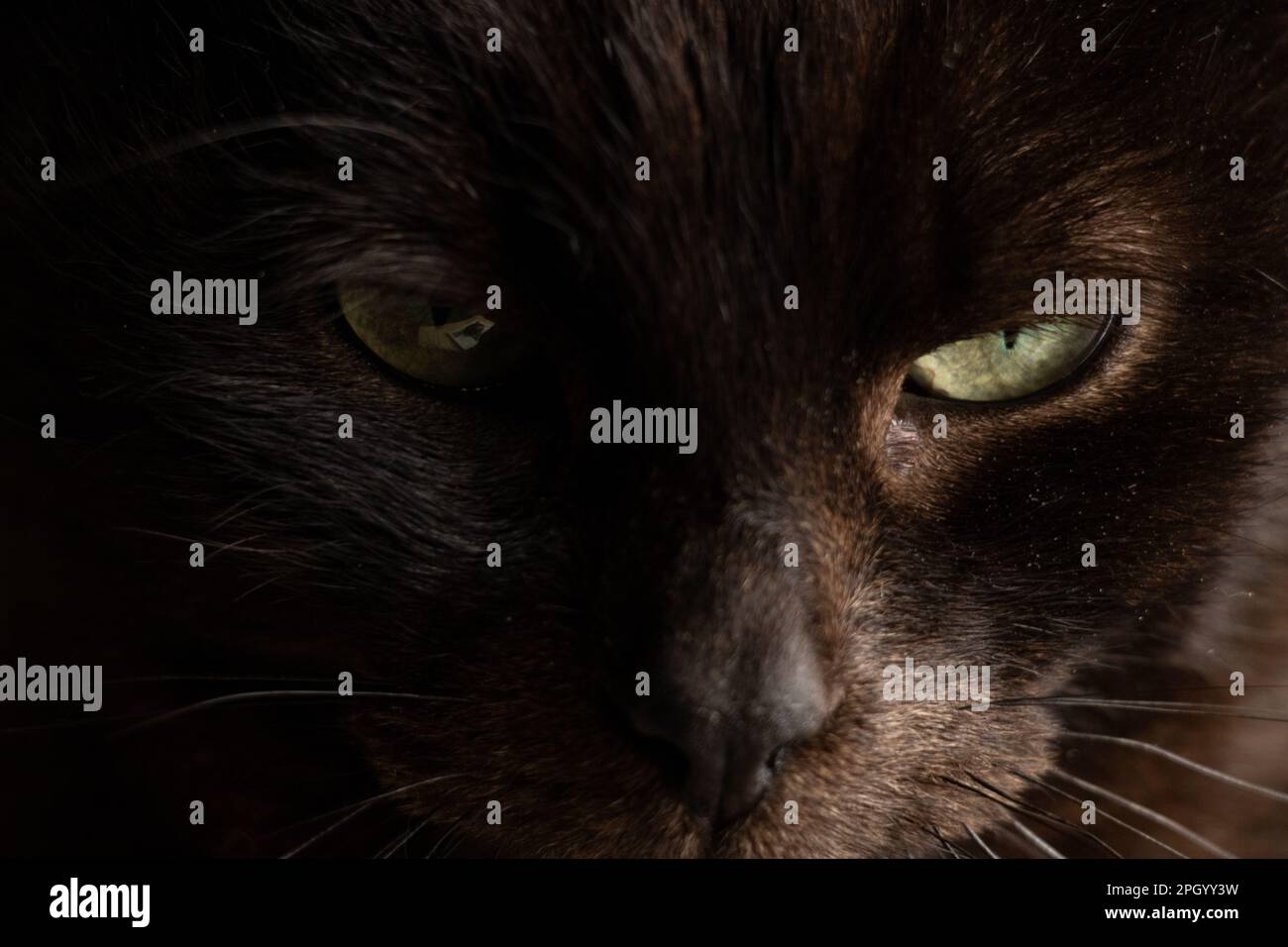 ritratto di un gatto nero su sfondo scuro primo piano, gli occhi di un gatto nero Foto Stock