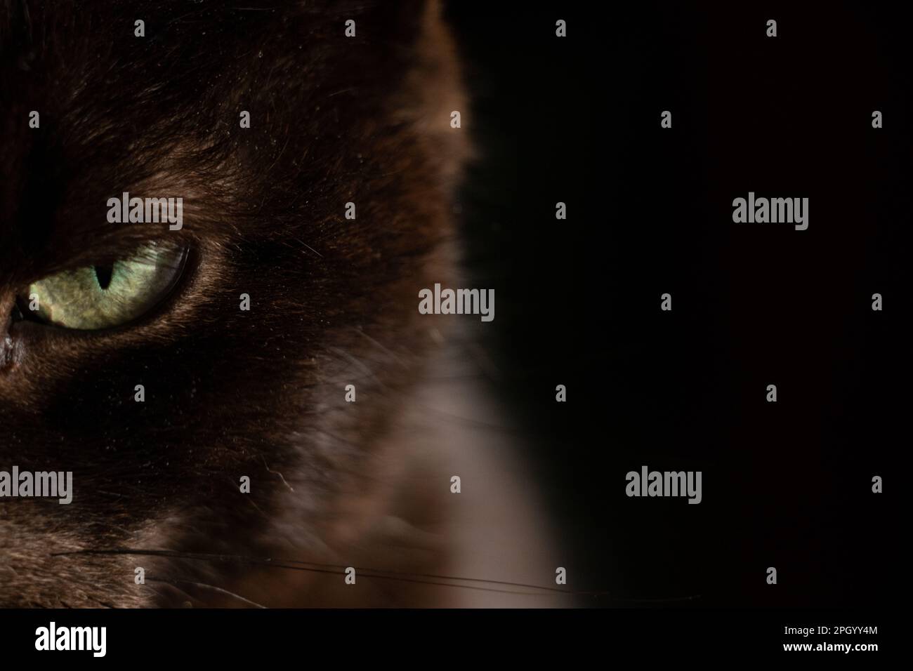 ritratto di un gatto nero su sfondo scuro primo piano, gli occhi di un gatto nero Foto Stock