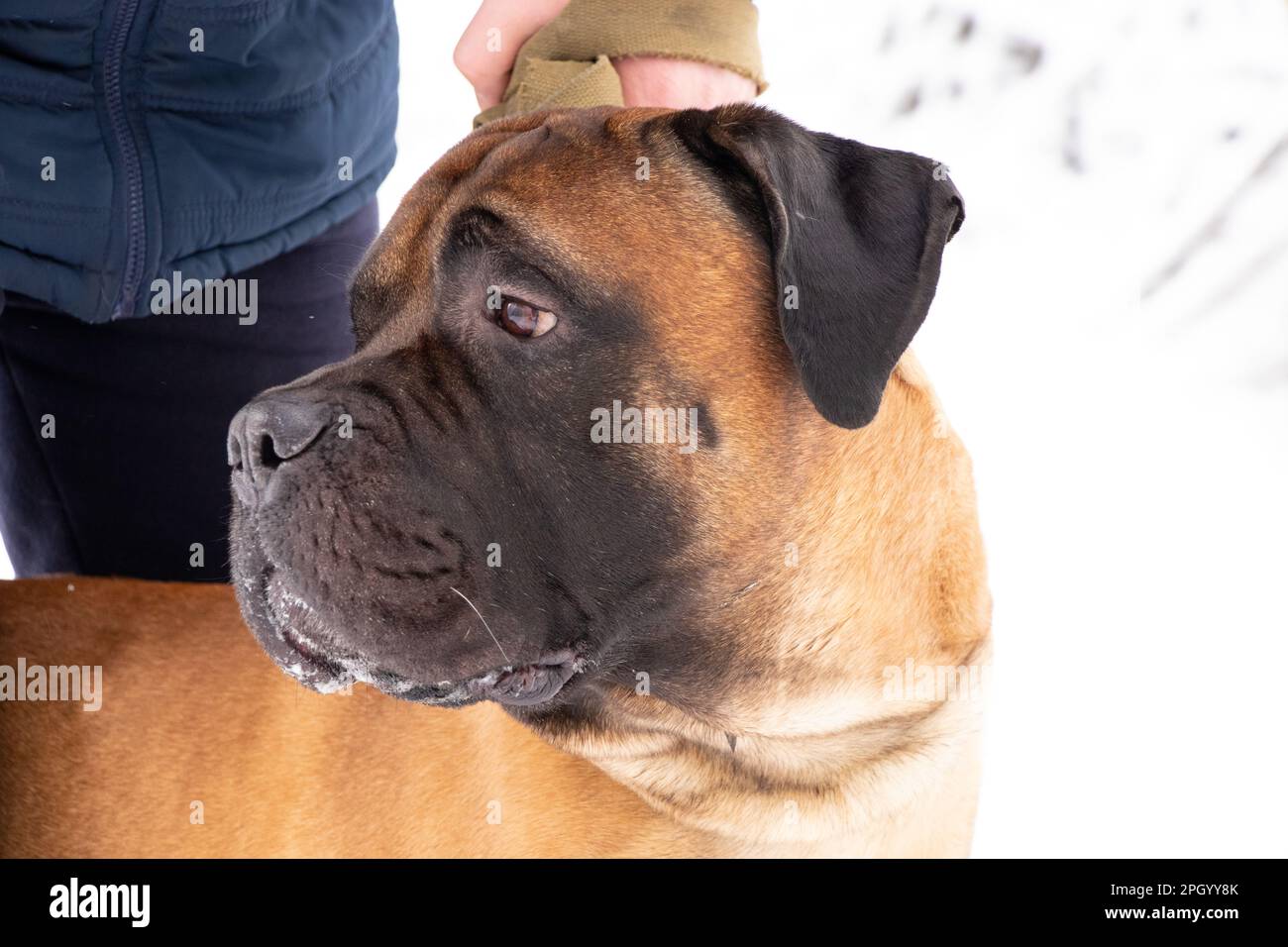 Ritratto di un cane nel parco bullmastiff in inverno per una passeggiata in Ucraina Foto Stock