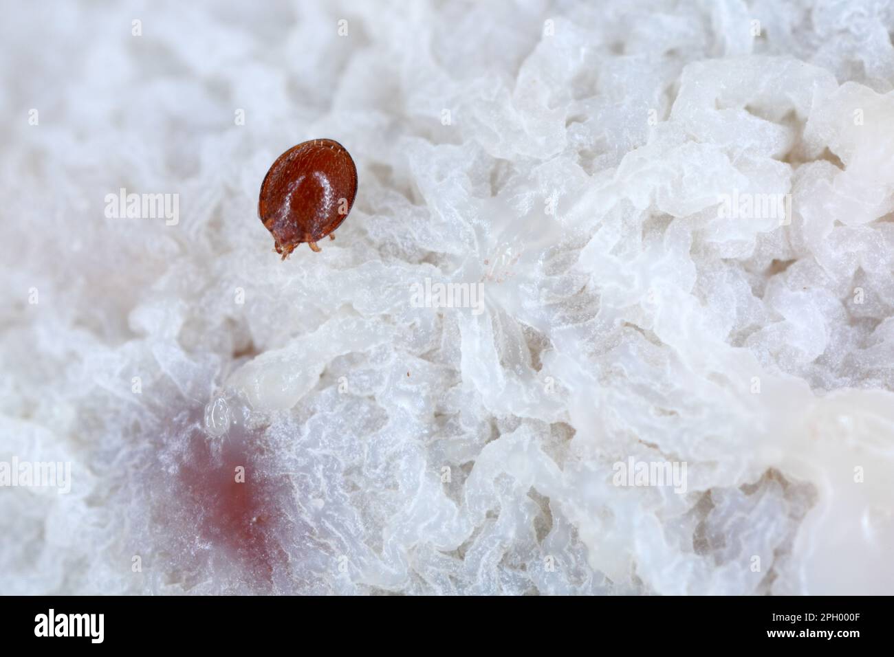 Acaro di muschio oribatide (Oribatida). Piccoli aracnidi che vivono nel suolo o pacciame. Foto Stock