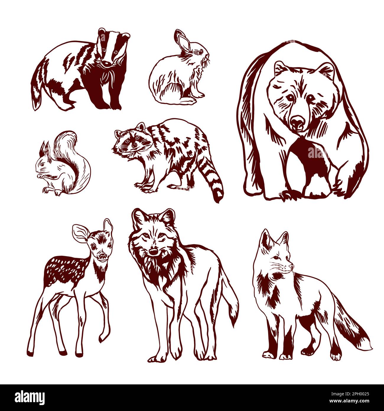 Set di animali selvatici della foresta. Illustrazione vettoriale. Illustrazione Vettoriale
