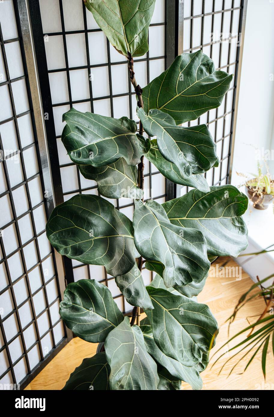Pianta naturale della casa l'albero di fico foglia di fiddle, Ficus lyrata che cresce nel soggiorno di casa. Foto Stock