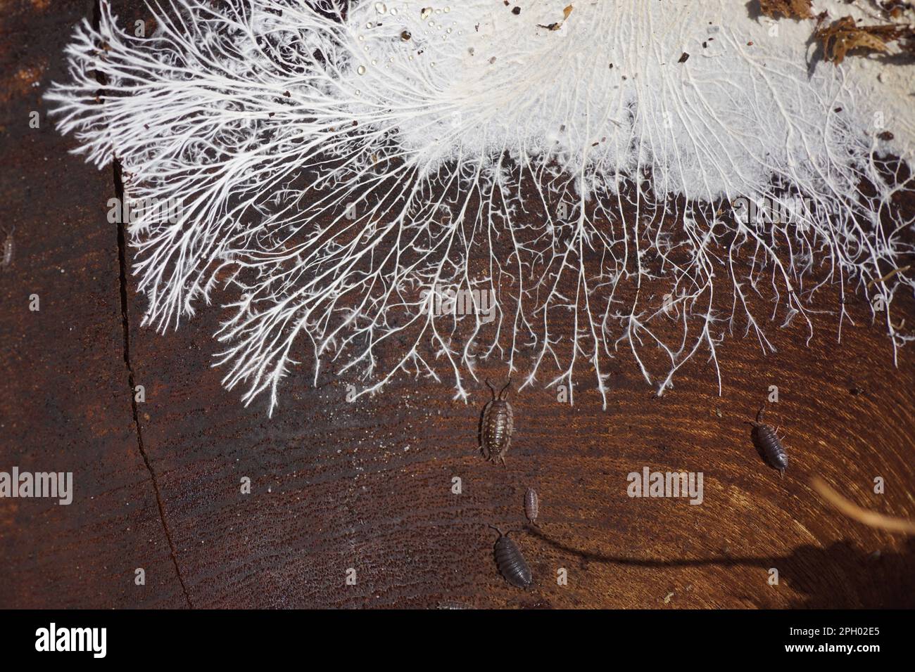 Micelio fungino sulla superficie di una vecchia ciotola di legno dell'insalata, sdraiato fuori. Consiste di una massa di iphae bianco, ramificato, filiforme. Woodlice. Foto Stock