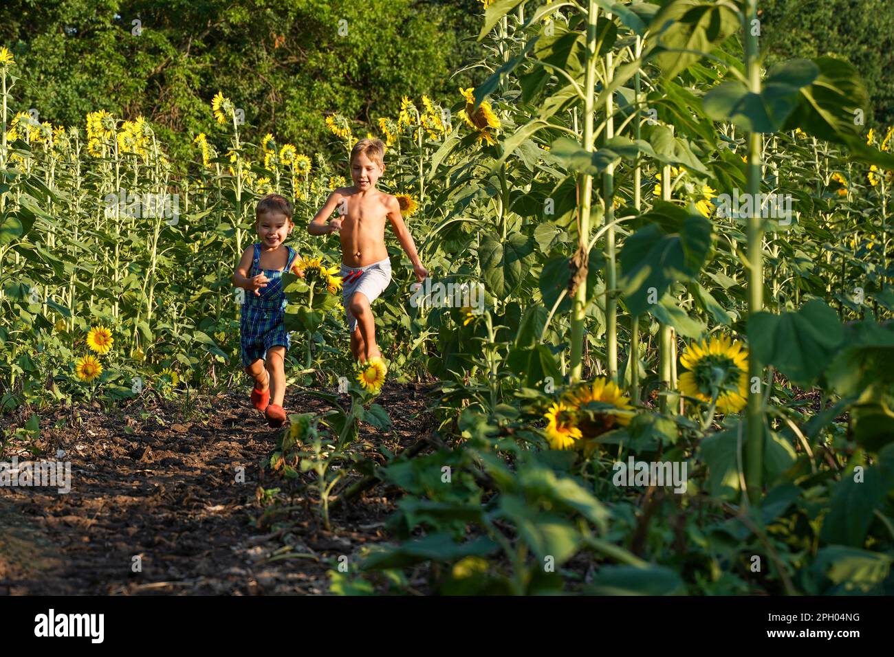 I bambini corrono allegramente attraverso un campo di girasoli. Due fratelli piccoli si divertono nella natura tra i girasoli. Un inseguimento divertente. Bambini che corrono Foto Stock