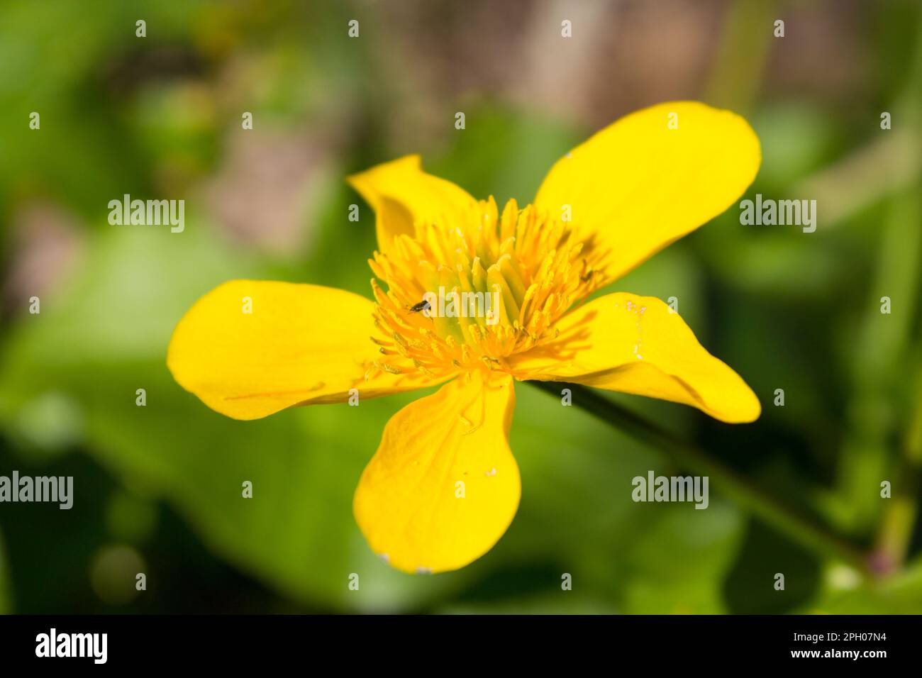 fiore giallo primavera cresce nella palude Foto Stock