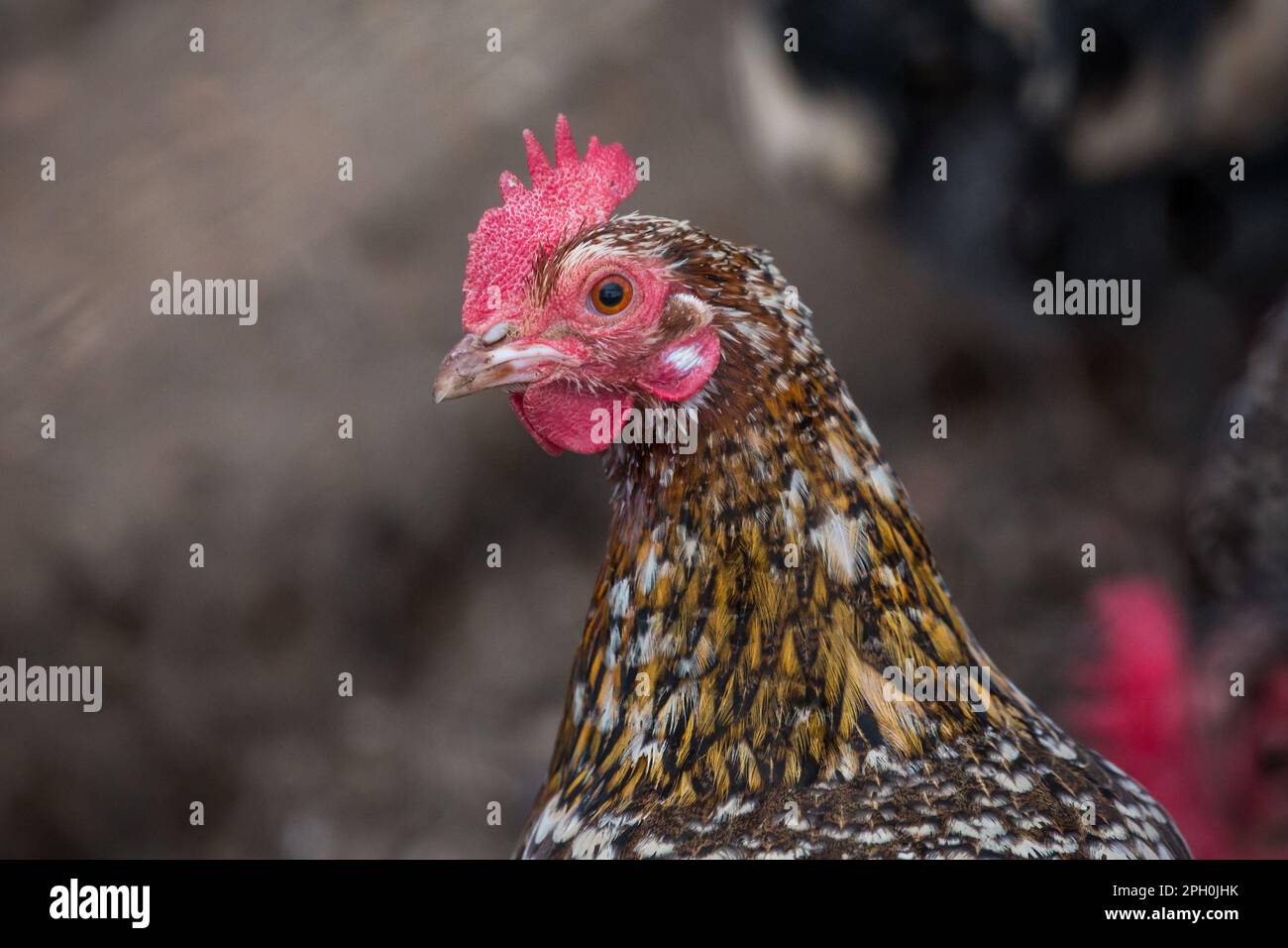 Motley/ gallina chiazzata, razza Stoapiperl. Lo Stoapiperl/ Steinhendl è una razza di pollo austriaca in via di estinzione Foto Stock