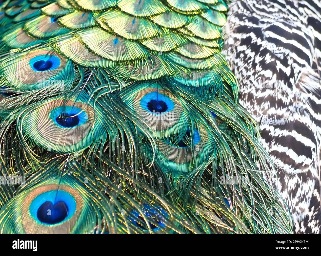 Un primo piano delle piume di un pavone con gli occhi azzurri foto