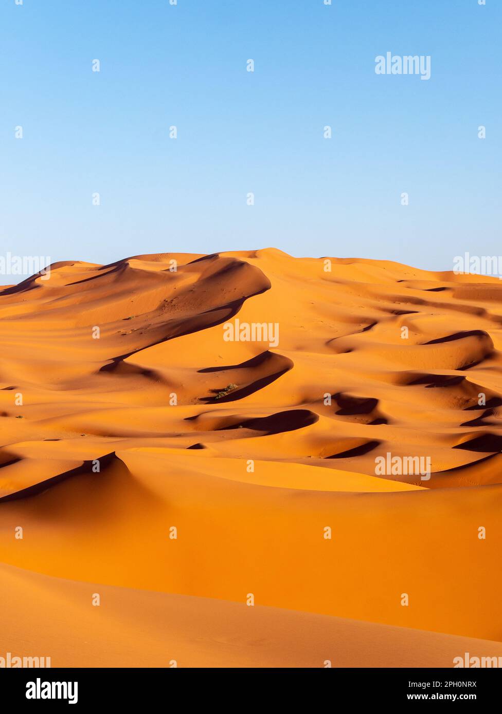 Splendide dune di sabbia vicino a Merzouga, Marocco durante il tramonto - Ritratto girato 4 Foto Stock