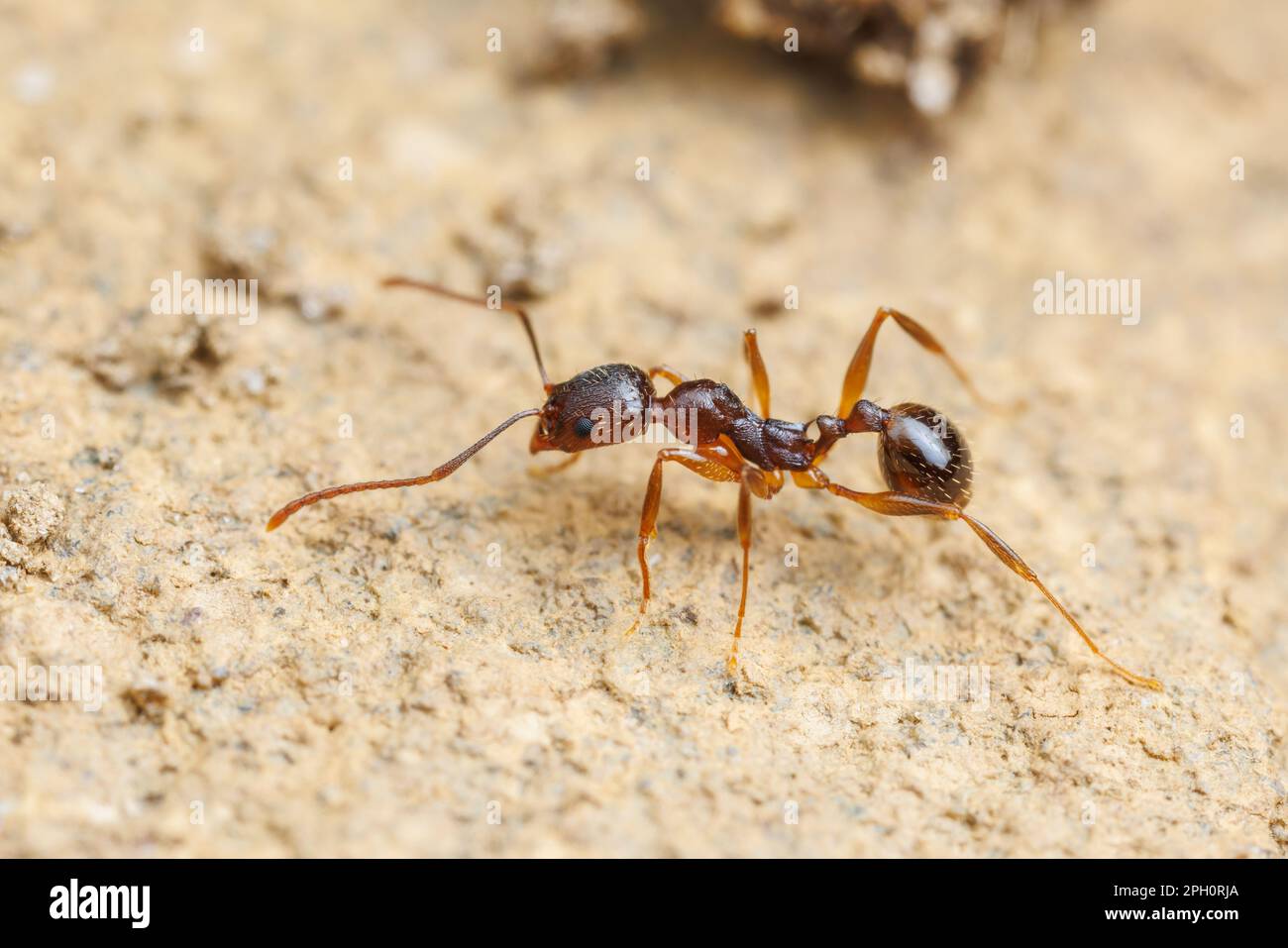 Formica a balena (Aphaenogaster rudis) Foto Stock