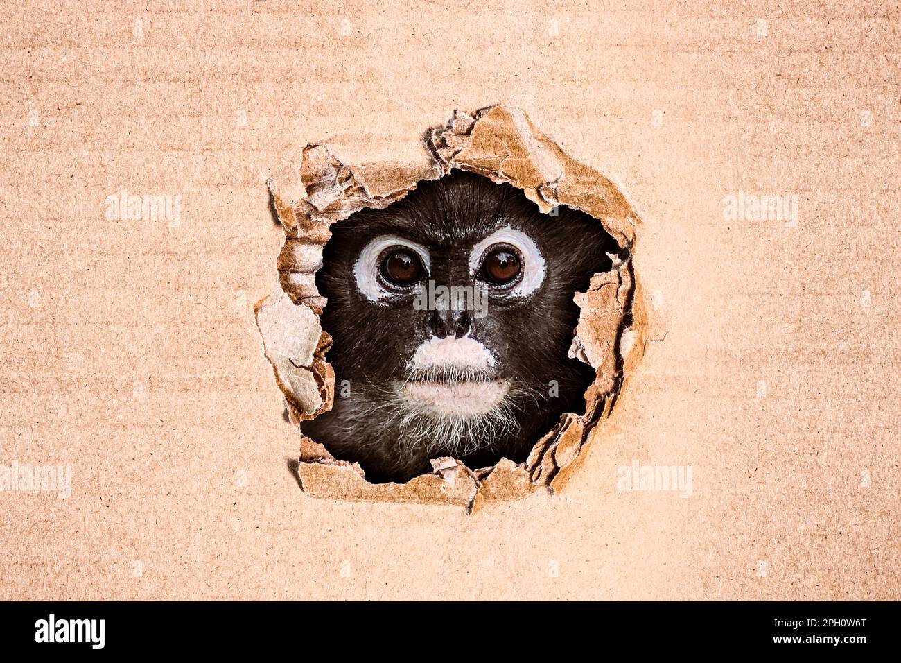 Divertente scimmia a foglia crepusciosa (Trachypithecus obscurus) che si sbucca da un foro nel cartone. Immagine con spazio di copia. Foto Stock