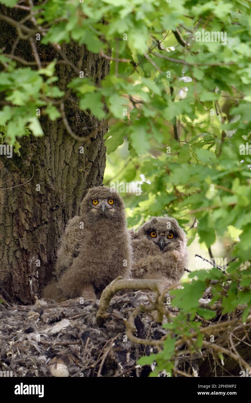 un momento di attenzione... Gufo di aquila europea ( Bubo bubo ), due giovani gufi di aquila, nidificati sul loro nido (vecchio goshawk eyrie). Foto Stock