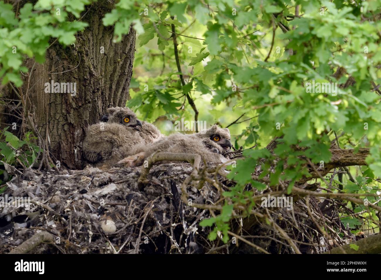 nel bosco... Gufo di aquila europea ( bubo bubo ), l'aquila gufo eyrie con quattro giovani uccelli su un vecchio albero di quercia, ex eyrie goshawk. Foto Stock