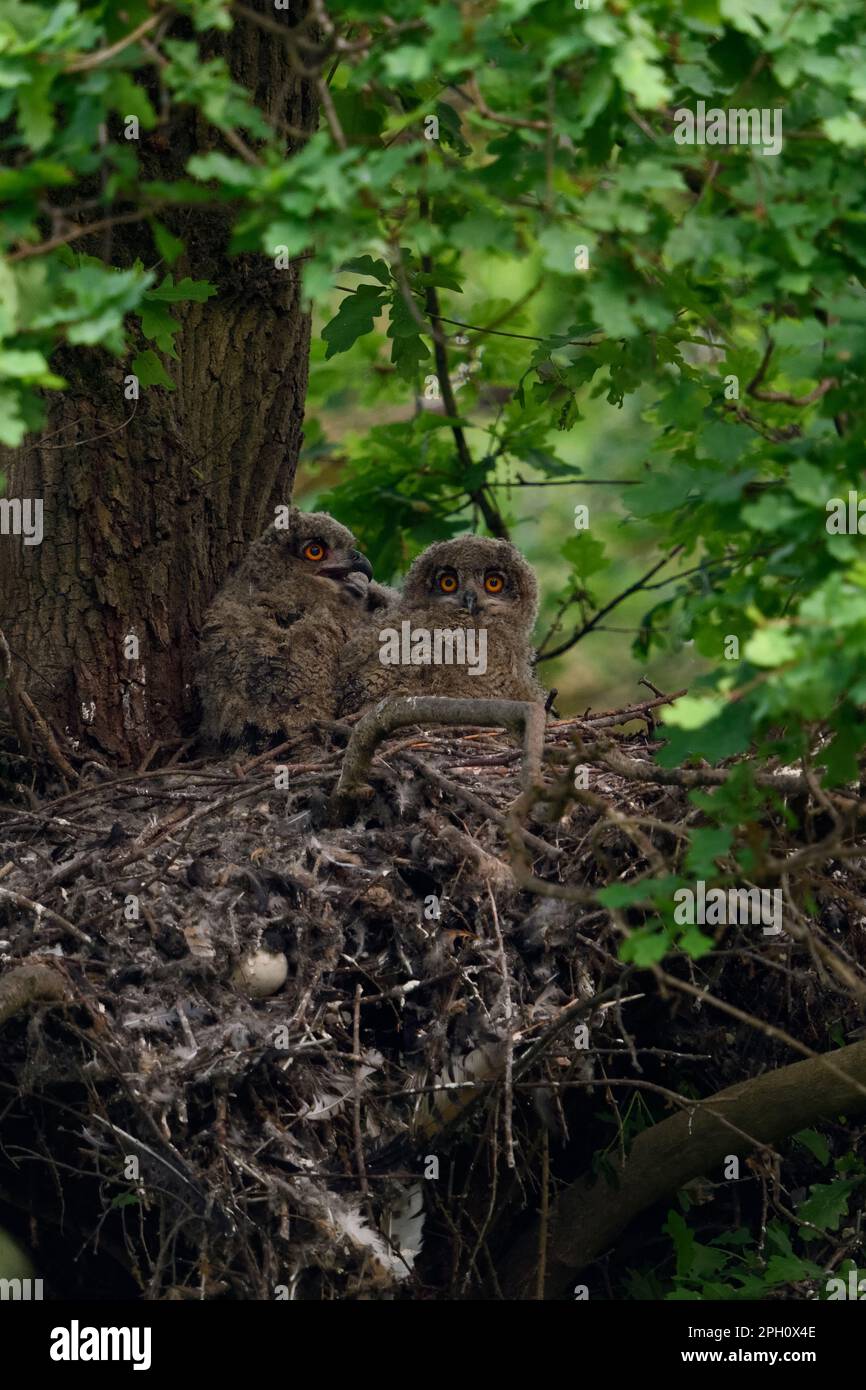 di notte... Gufo di aquila europea ( Bubo bubo ), giovani uccelli nel loro nido su un vecchio palpebre goshawk. Foto Stock
