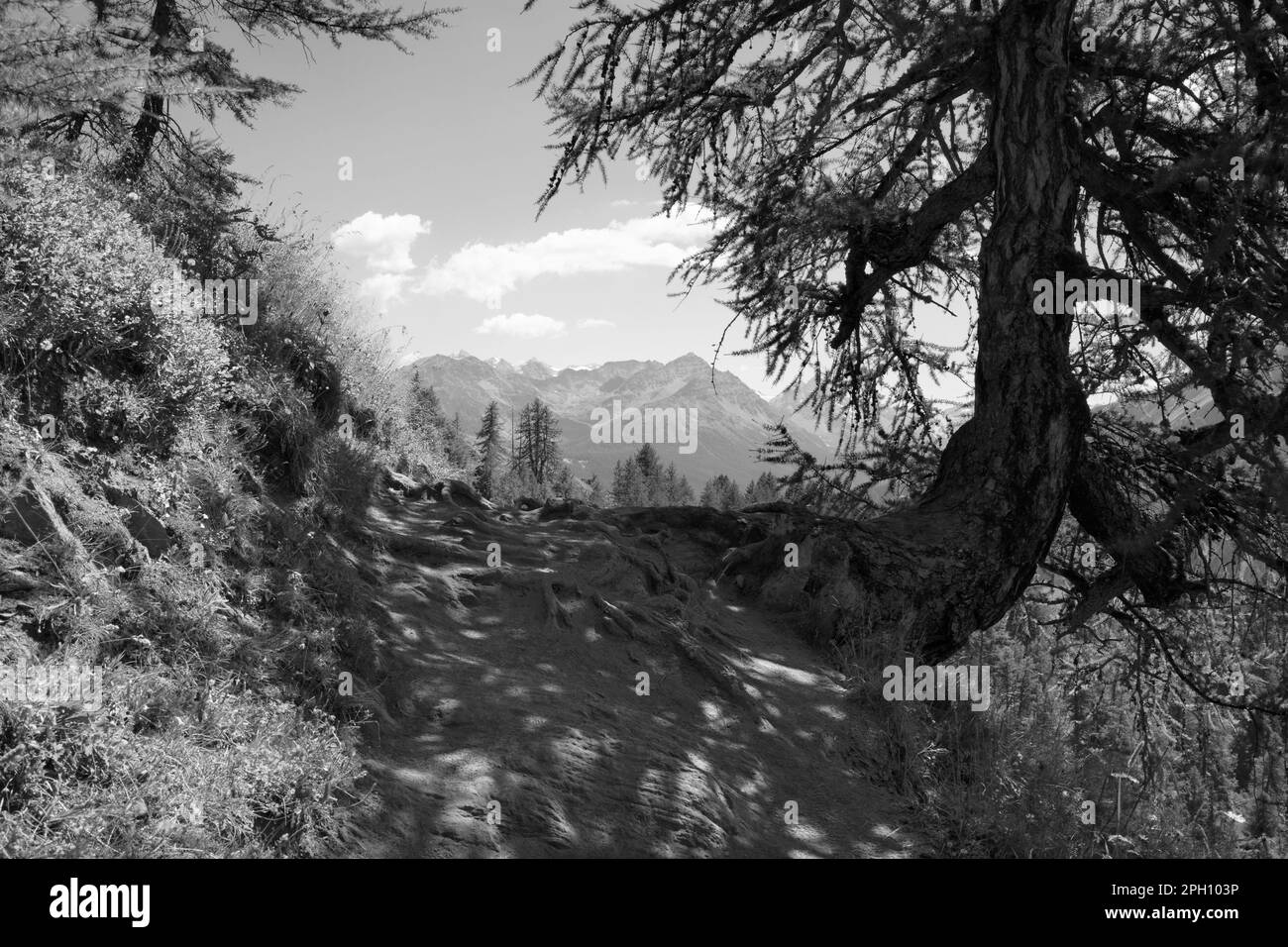 Lo sguardo dal sentiero del treckking Monte Bianco dalla Val Ferret al sud - Italia. Foto Stock