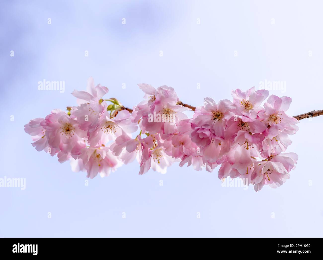 Un gruppo di bella fioritura di ciliegio rosa pallido Foto Stock