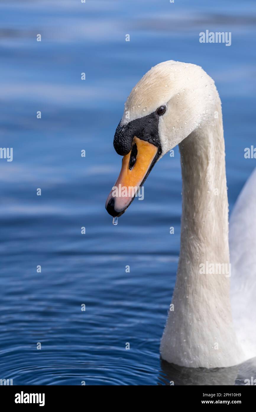 Un primo piano della testa di un adulto Mute Swan, (Cygnus olor), nuoto su un lago a Blackpool, Lancashire, Regno Unito Foto Stock