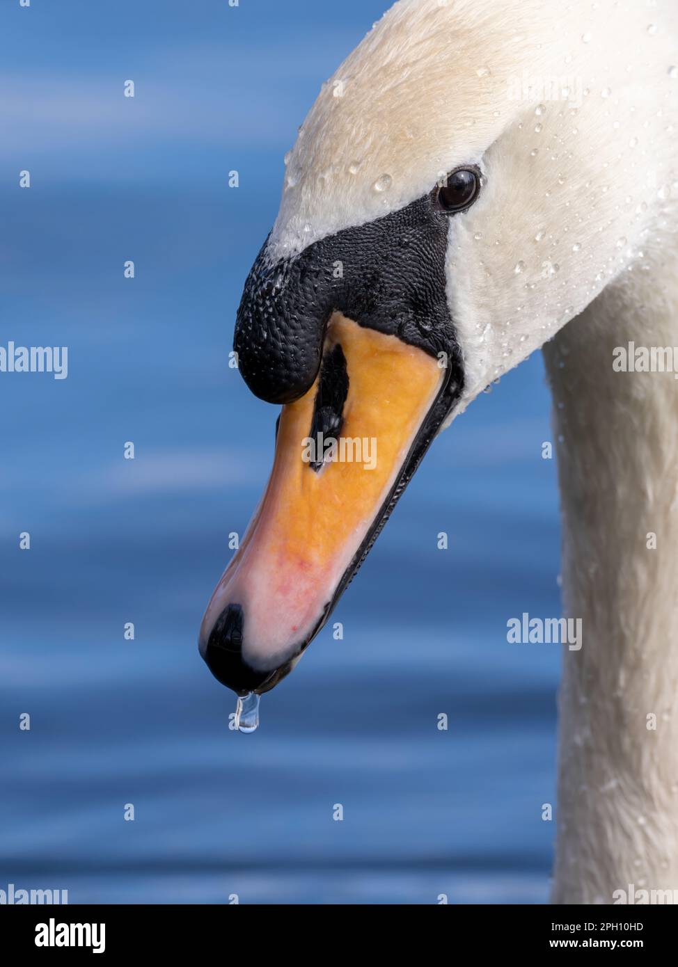Un primo piano della testa di un adulto Mute Swan, (Cygnus olor), nuoto su un lago a Blackpool, Lancashire, Regno Unito Foto Stock