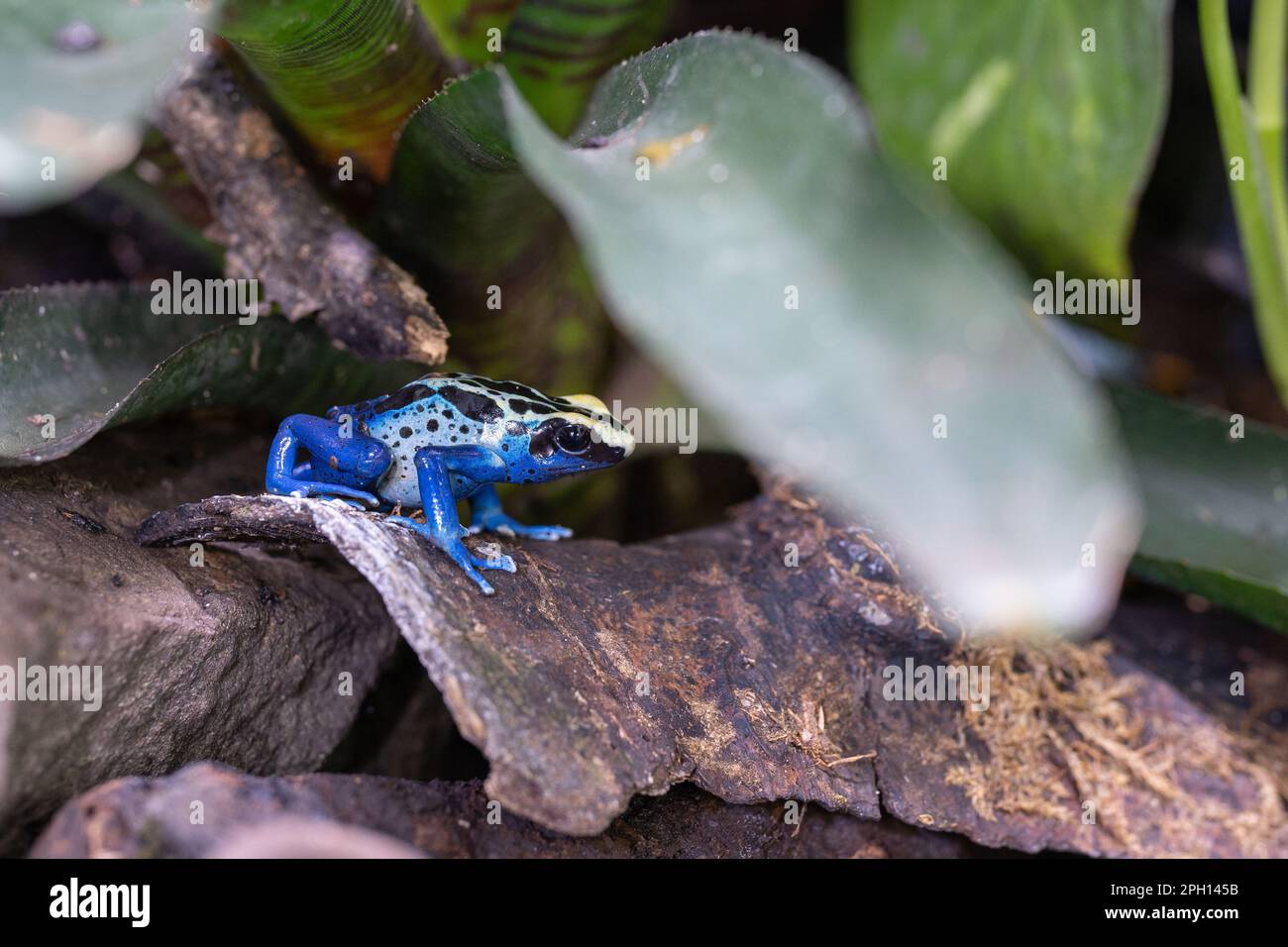 Immagine ravvicinata della rana velenosa da tintura (Dendrobates tinctorius) Foto Stock