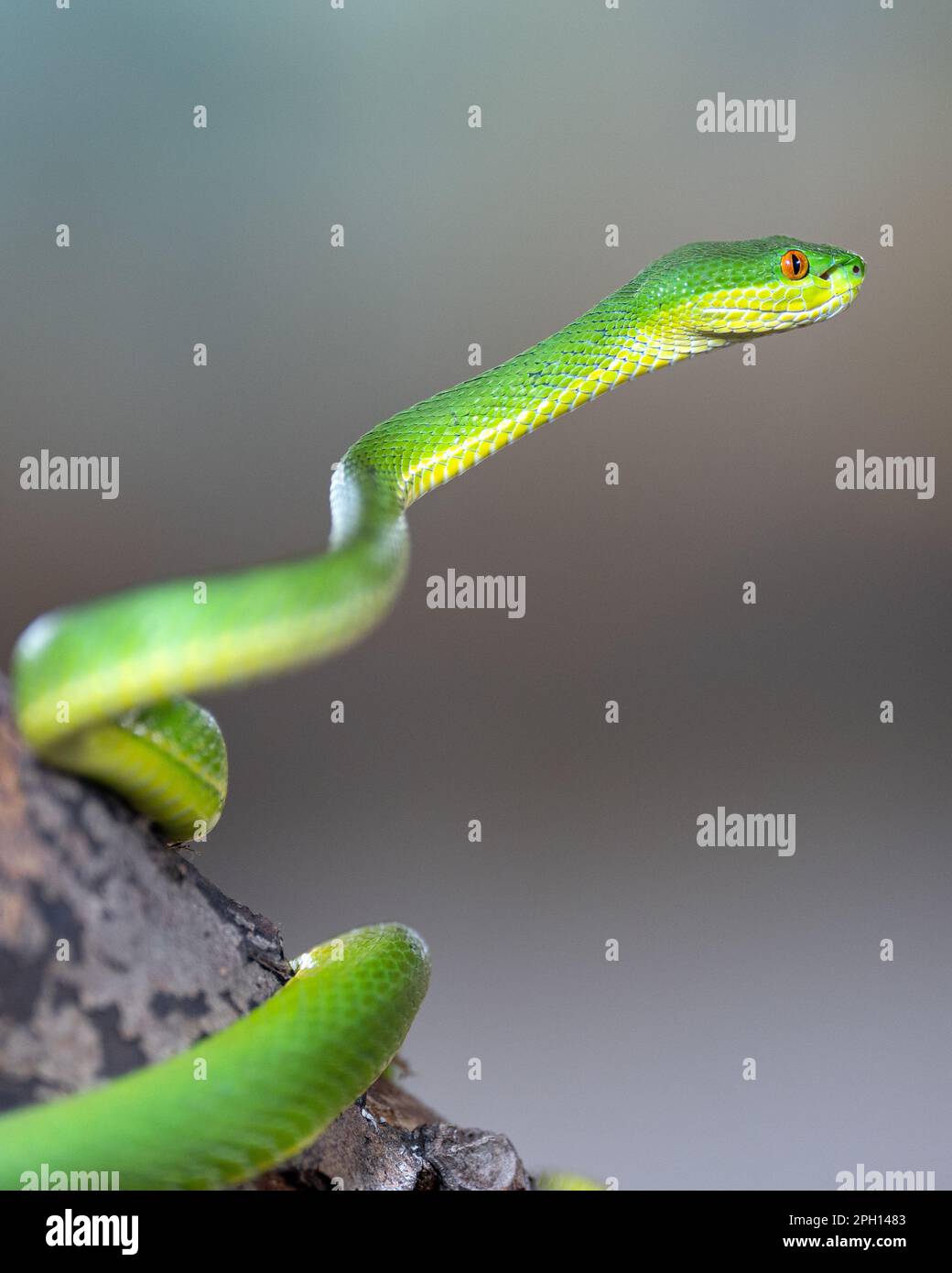 Primo piano immagine di Green Pit Viper (Trimeresurus albolabris) Foto Stock