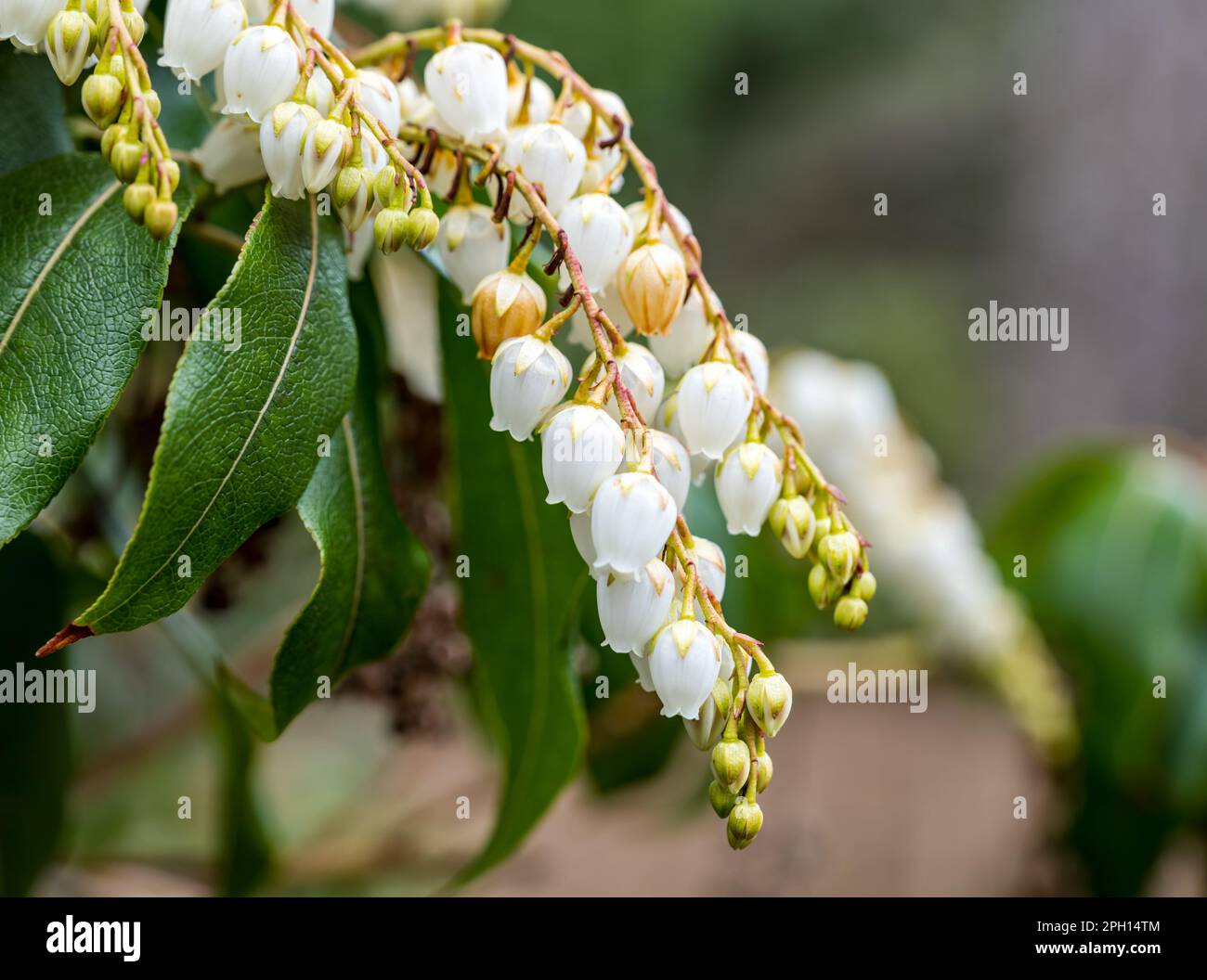 Primo piano dei fiori di Taiwan pieris o Himalayan andromeda (Pieris formosa), Royal Botanic Garden, Edimburgo, Scozia, Regno Unito Foto Stock