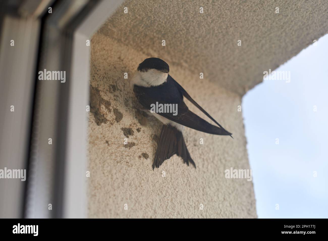 Casa comune martin uccello dietro la finestra inizia a costruire nido da pellet di fango, carino piccolo uccello tiene a casa muro. House martin uccello dietro casa vincere Foto Stock