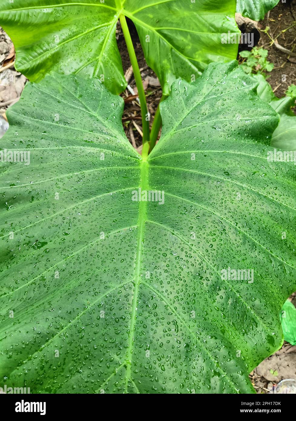 Foglie di Taro (xanthosoma violaceum) con gocce di pioggia sui petali. Foto Stock