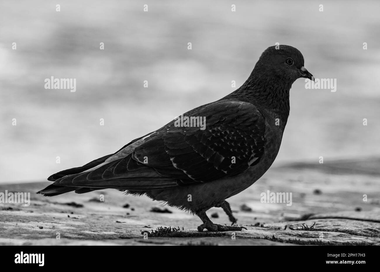 Primo piano di un uccello che si appollaiava contro l'acqua Foto Stock