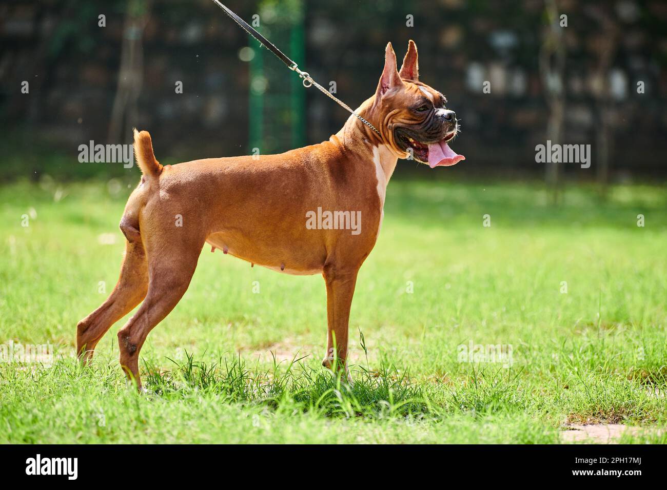 Cane boxer adulto sul guinzaglio a piedi sul prato verde erba estate,  divertente cane boxer felice