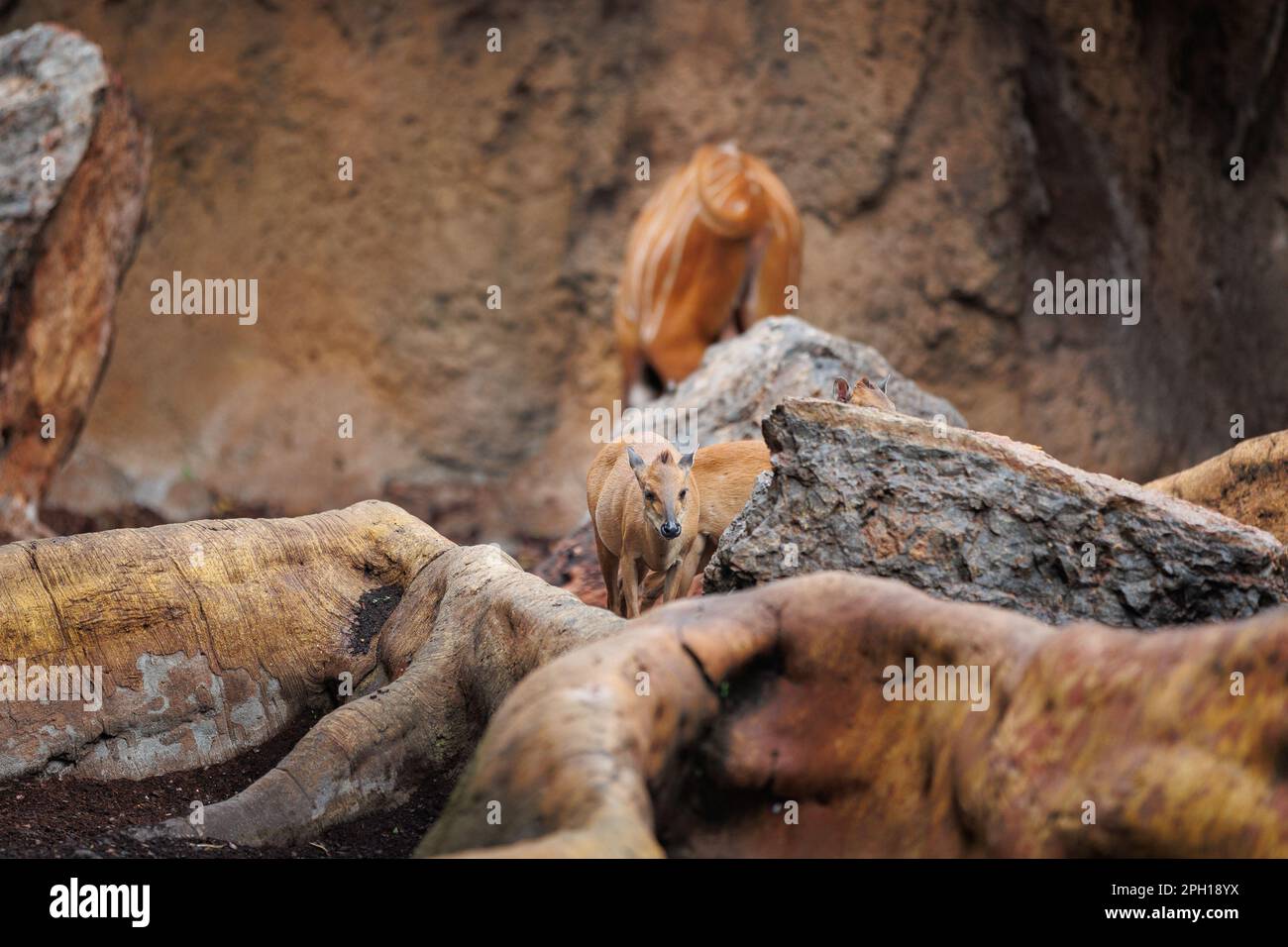 Bongos giovani orientali - Tragelaphus eurycerus - una foresta notturna erbivora ungulato con impressionante rosso-marrone mantello e Spiralled Horns. Foto Stock