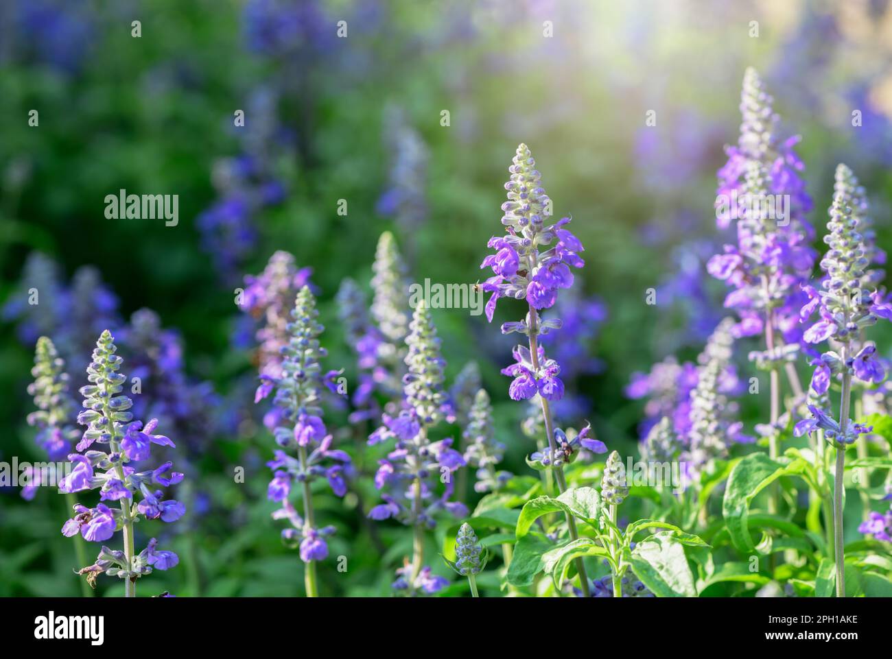 Bella blu Salvia fiore fioritura in giardino, fiore sfondo concetto Foto Stock