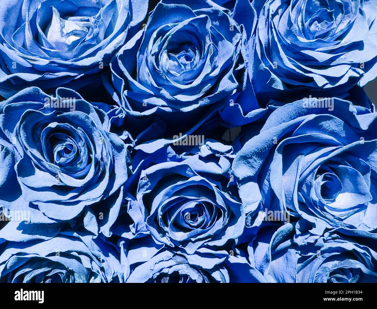 Bella rose blu texture background.Rose modello Foto Stock