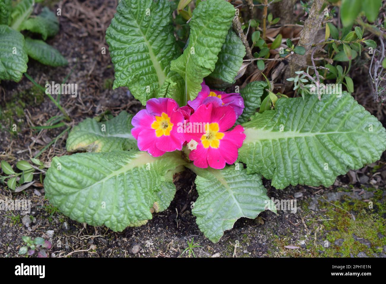 primaverina dentellare Foto Stock