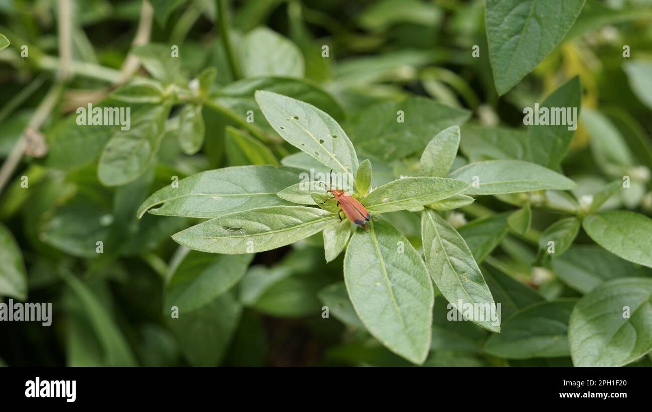 Primo piano del Beetle alare di rete di sangue conosciuto come Lycus sanguineus seduto sulle foglie con sfondo verde. Foto Stock