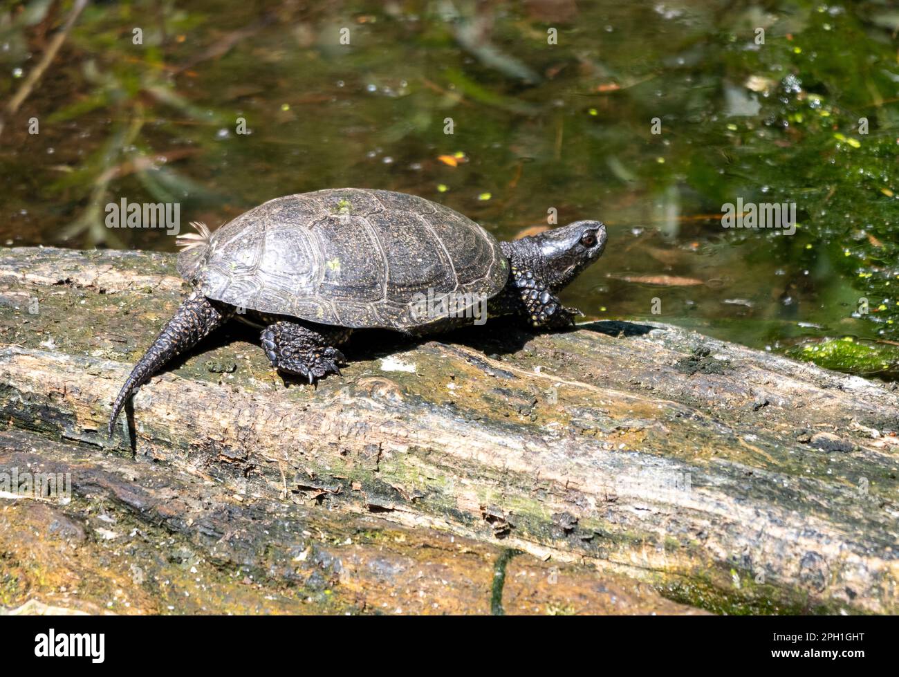 La tartaruga slider dalle orecchie rosse nuota nel lago. Foto Stock