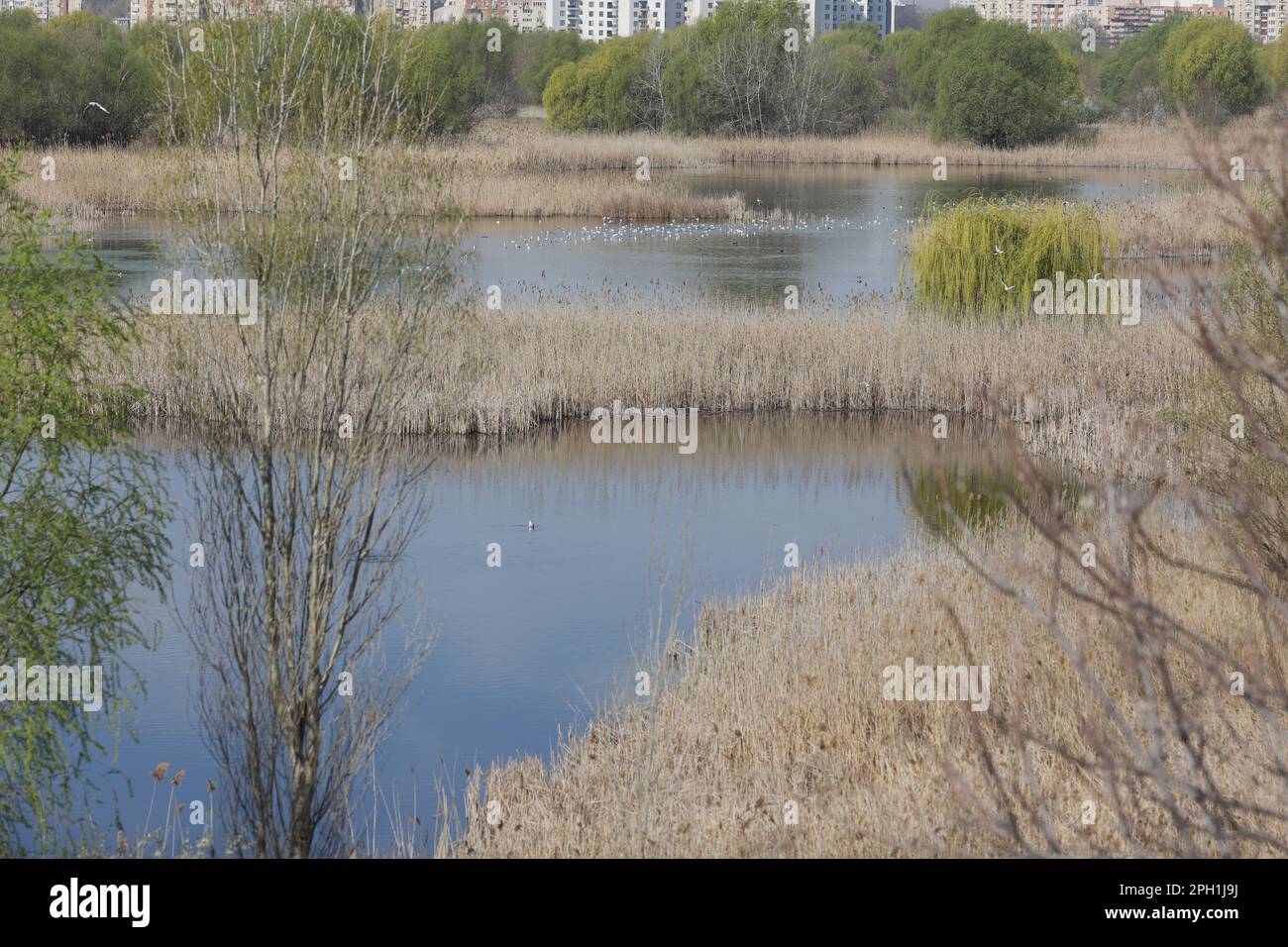 Parco Naturale di Vacaresti a Bucarest, Romania. Foto Stock