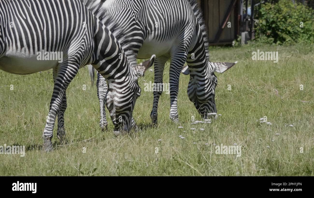 Bella africano Zebra mangiare fresco verde erba. Foto Stock