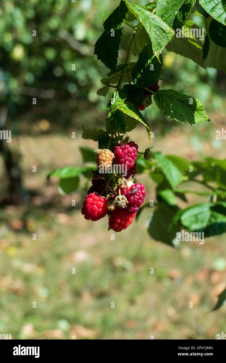 Himbeere, rote Früchte am Stock im Sommer Foto Stock