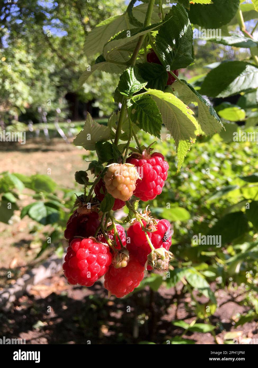 Himbeere, rote Früchte am Stock im Sommer Foto Stock