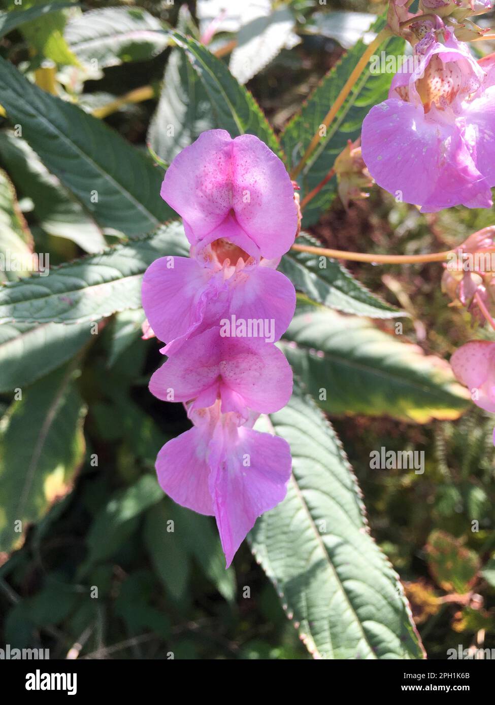 Wiesenspringkraut, Springkraut Impatiens glandulifera Blüte in lila, viola, rosa Foto Stock