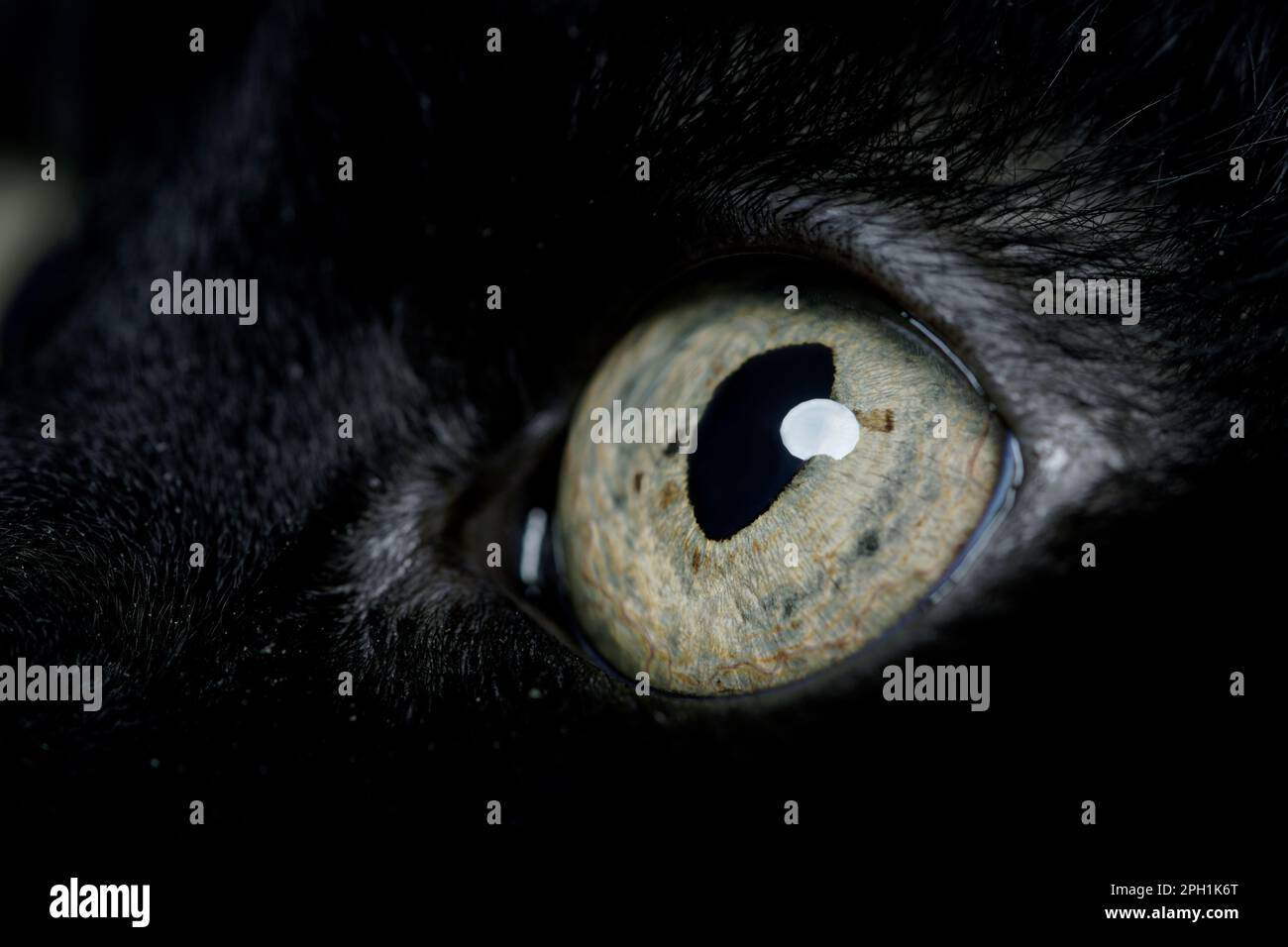nero gatto occhio verde macro Foto Stock