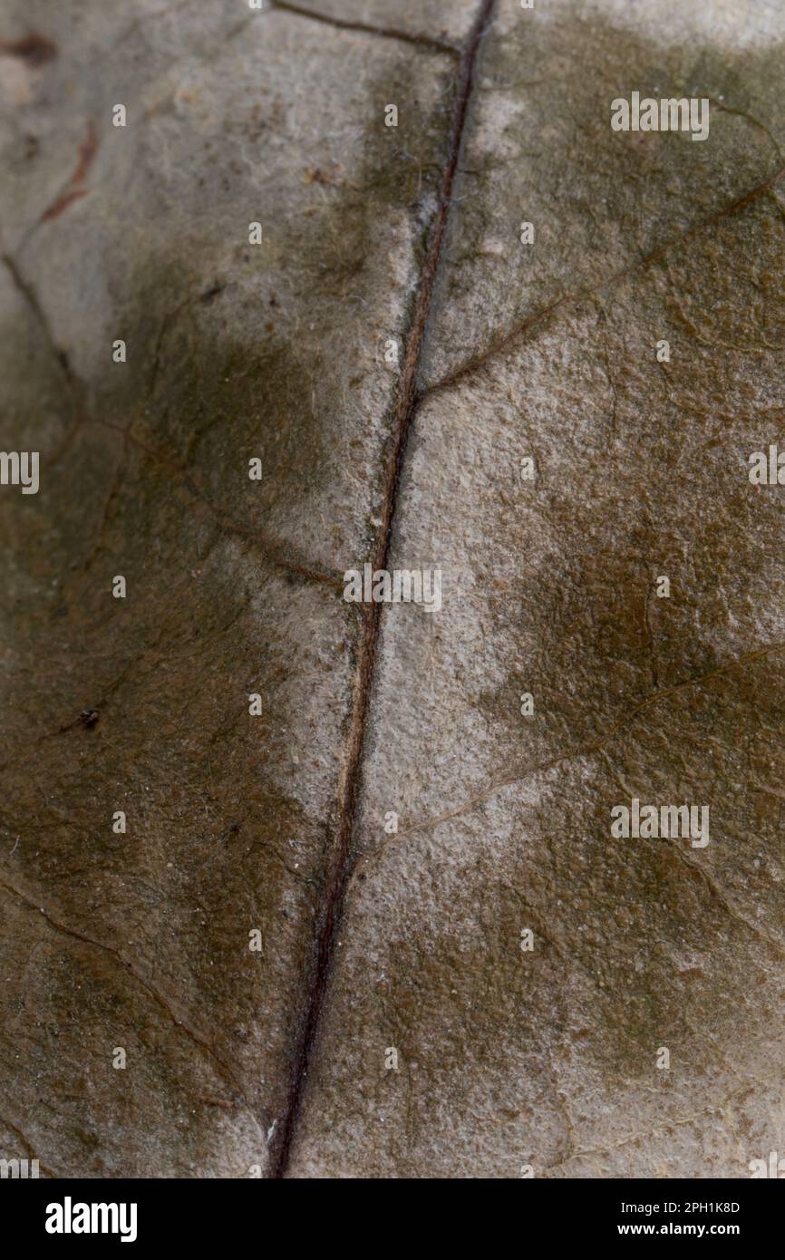 macro dettaglio della tessitura delle foglie di albero essiccate Foto Stock