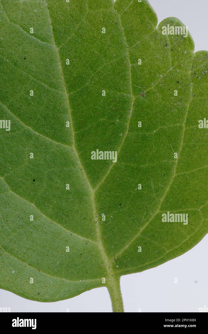 dettaglio macro della trama verde delle foglie di albero Foto Stock