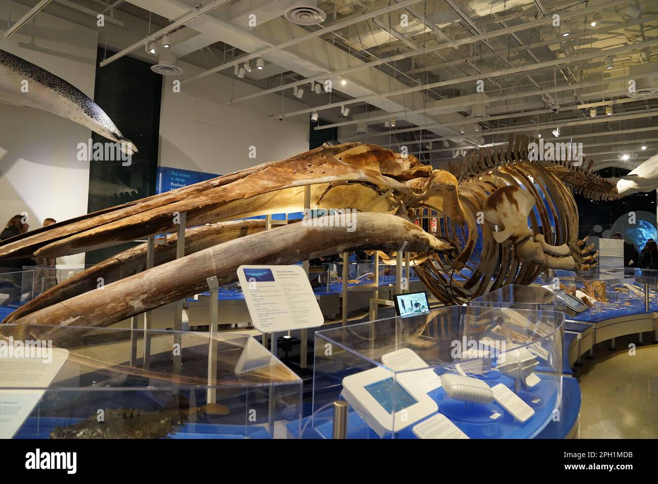 Uno scheletro completo di una balena blu, Balaenoptera musculus al Museo Canadese della natura Foto Stock