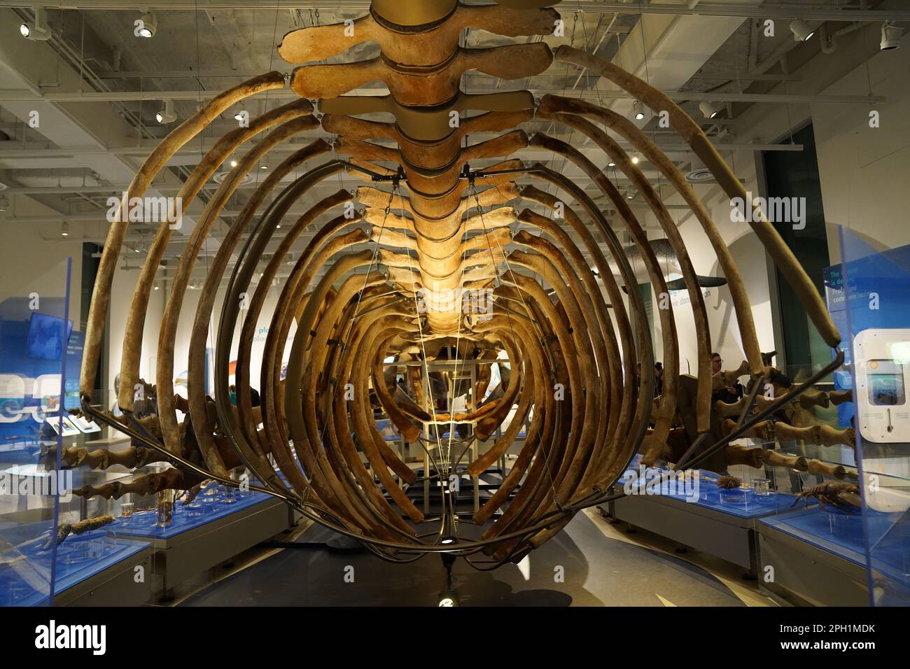 Uno scheletro completo di una balena blu, Balaenoptera musculus al Museo Canadese della natura Foto Stock
