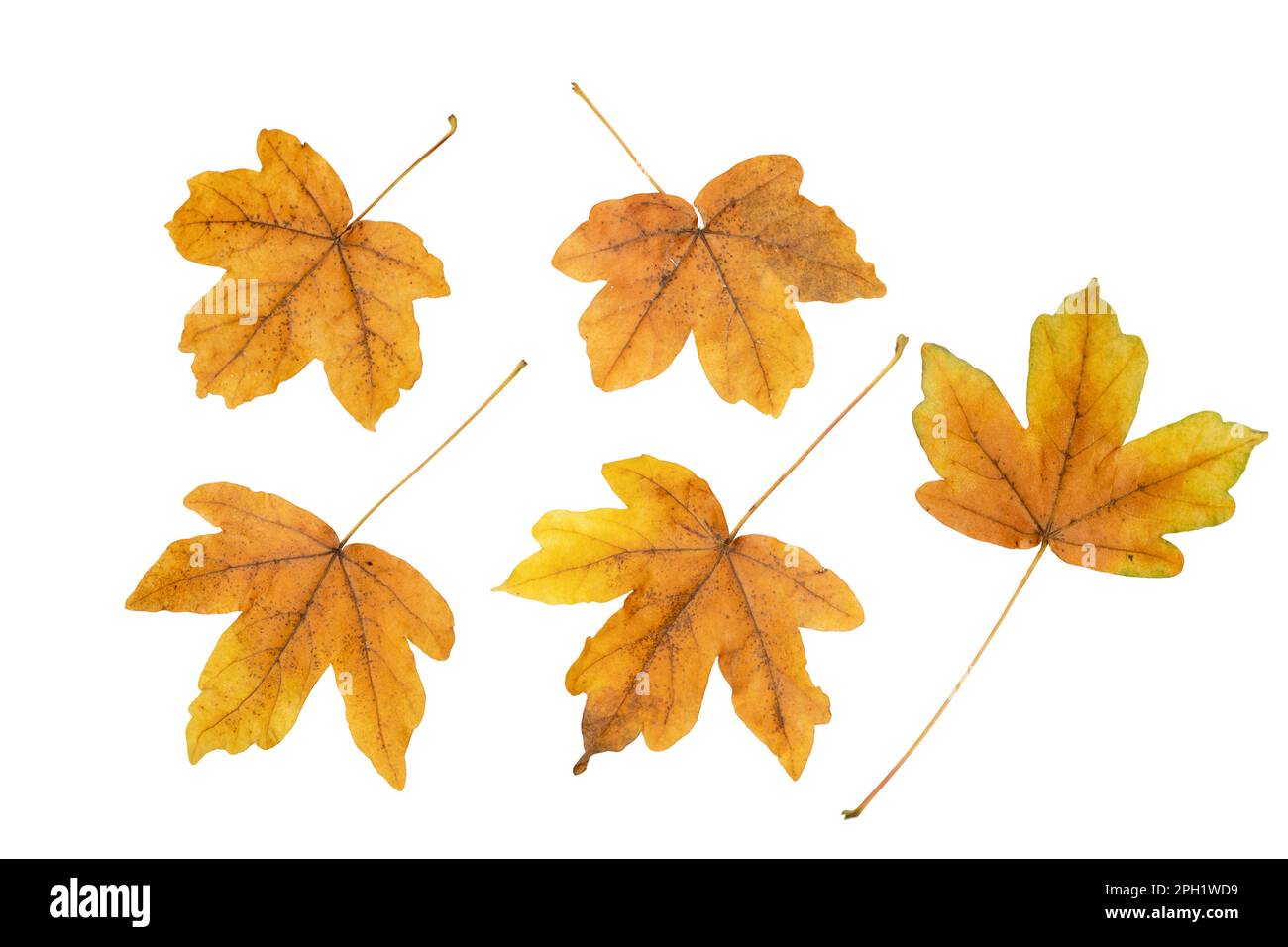 Set di cinque foglie caduti di acero marrone isolato su bianco. Stagione autunnale. Foto Stock