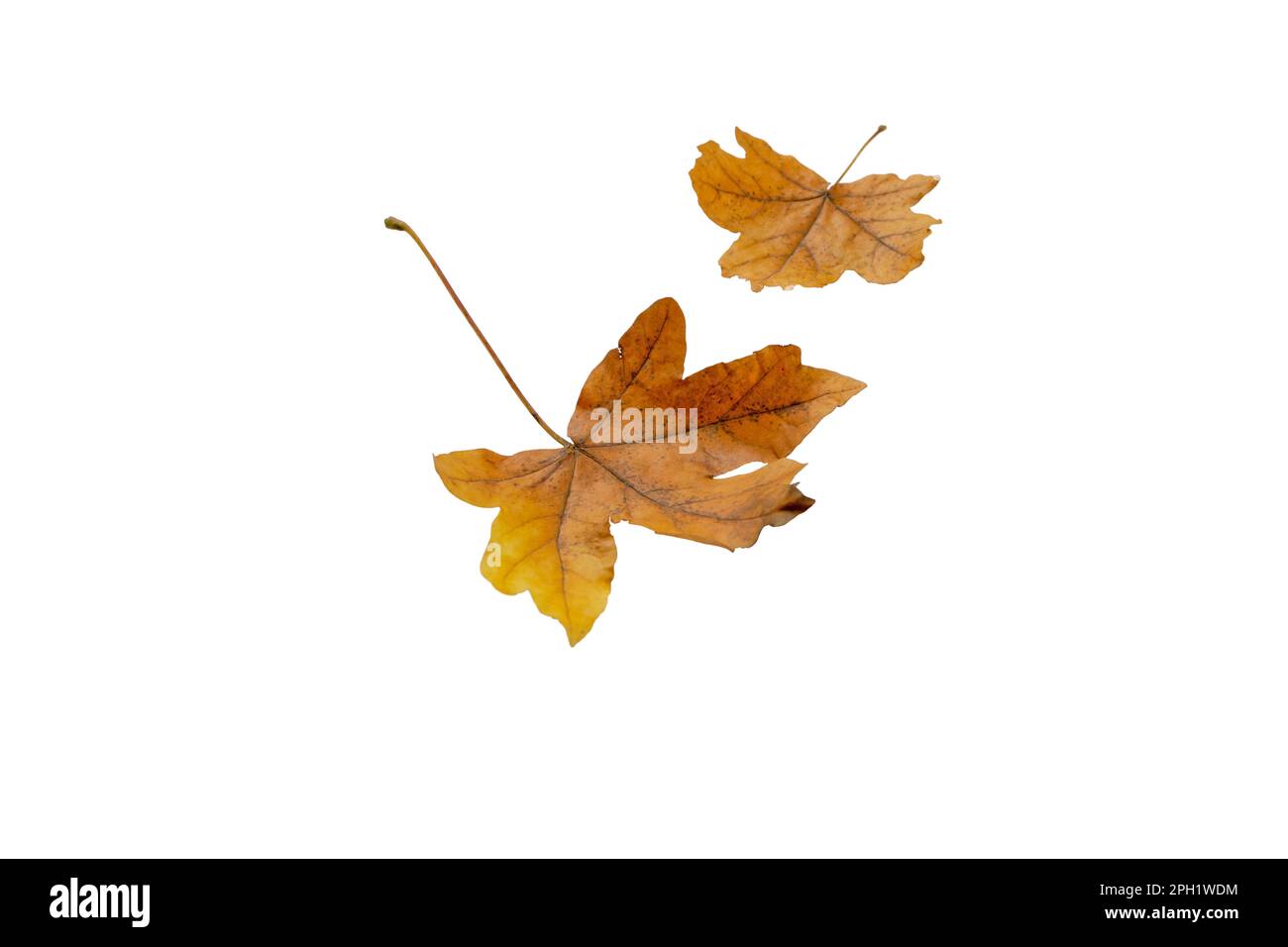 Coppia di acero marrone caduto foglie isolato su bianco. Stagione autunnale. Foto Stock