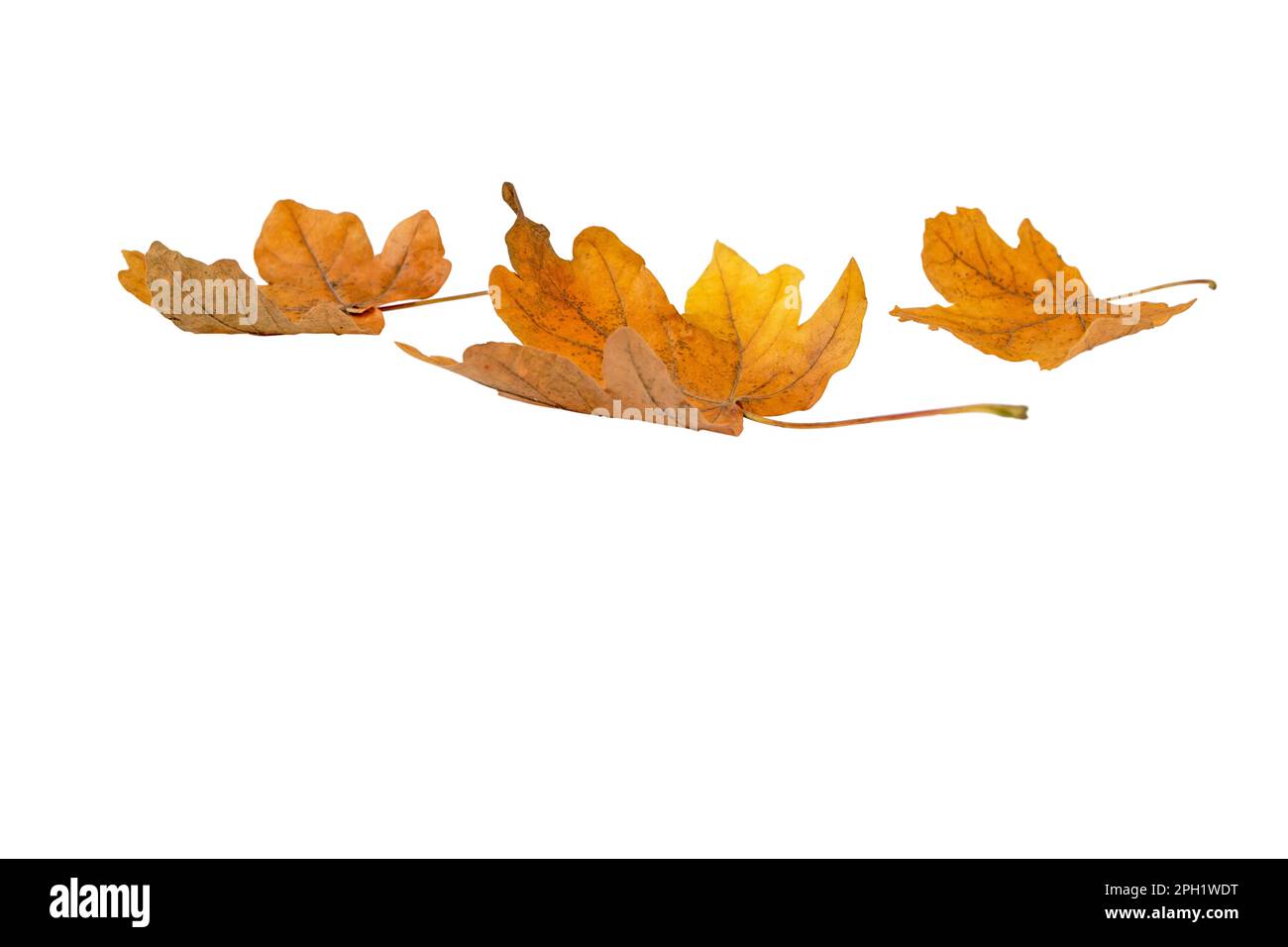 Cumulo di acero giallo marrone secco caduto foglie isolato su bianco. Stagione autunnale. Foto Stock
